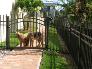 arched spear top picket fence gate with two dogs